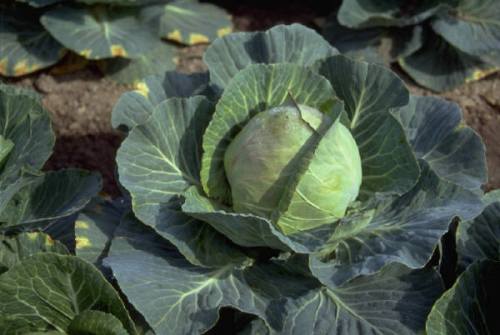 I also pay licensing fees to Istockphoto.com for pictures, typically no more than $2-5 (USD) per photo