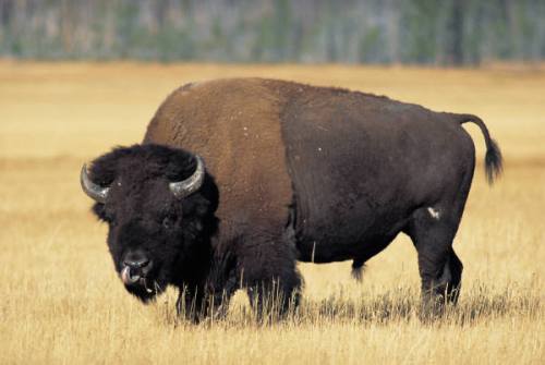 Offal includes tongue, heart, liver, kidney, intestine, pancreas, trotters, and ?