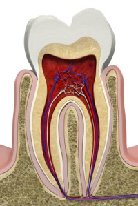 tooth structure, paleo diet, caries, enamel