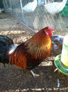 paleo diet, Steve Parker MD, diabetic diet