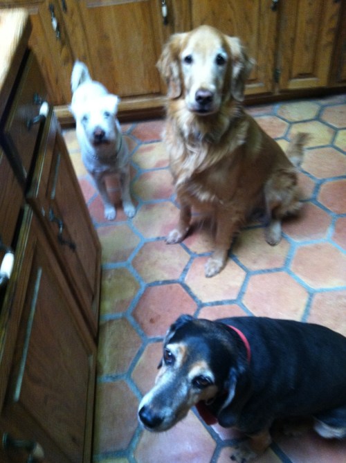 paleobetic diet, paleo diet for diabetes