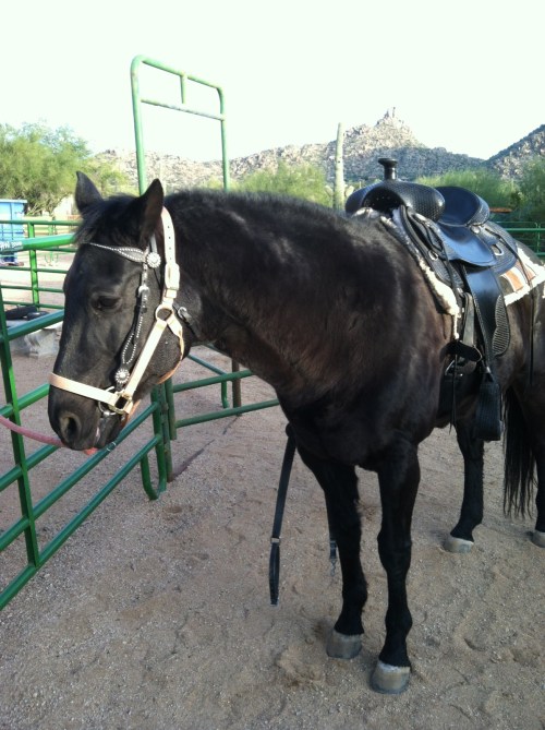 paleobetic diet, low-carb, diabetic diet, paleo diet