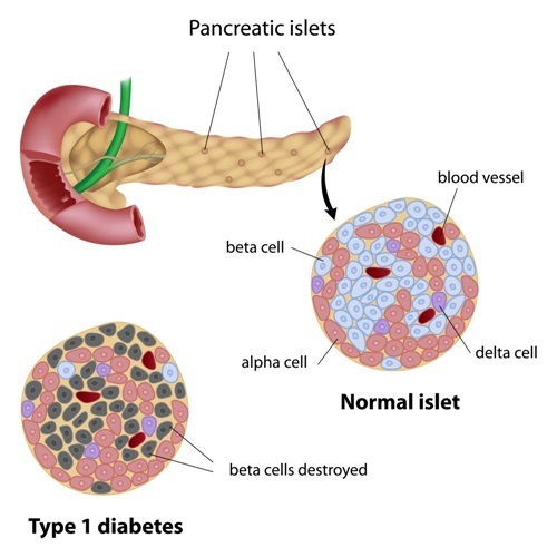 The pancreas produces digestive enzymes, insulin, and other hormones